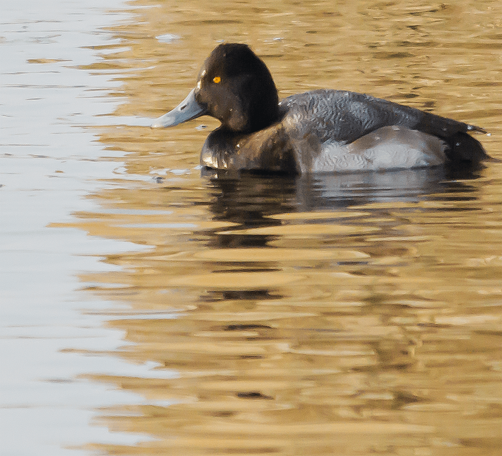 Lesser Scaup