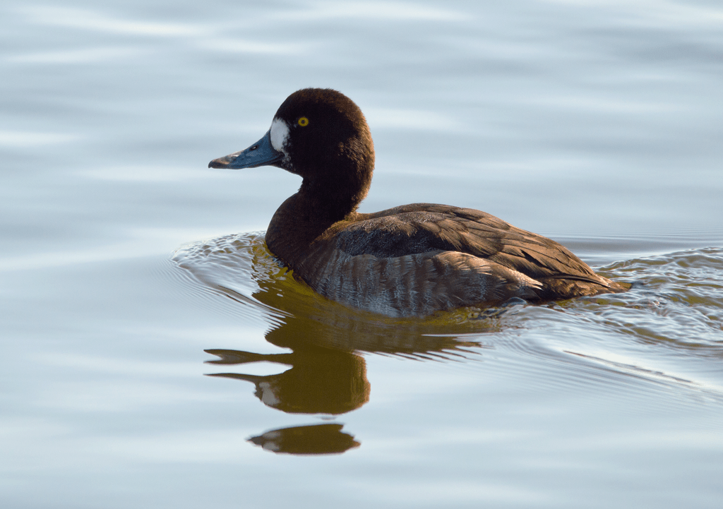 Lesser Scaup