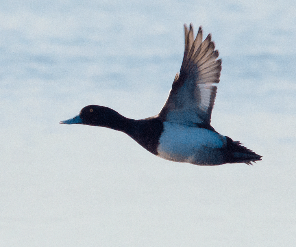 Lesser Scaup