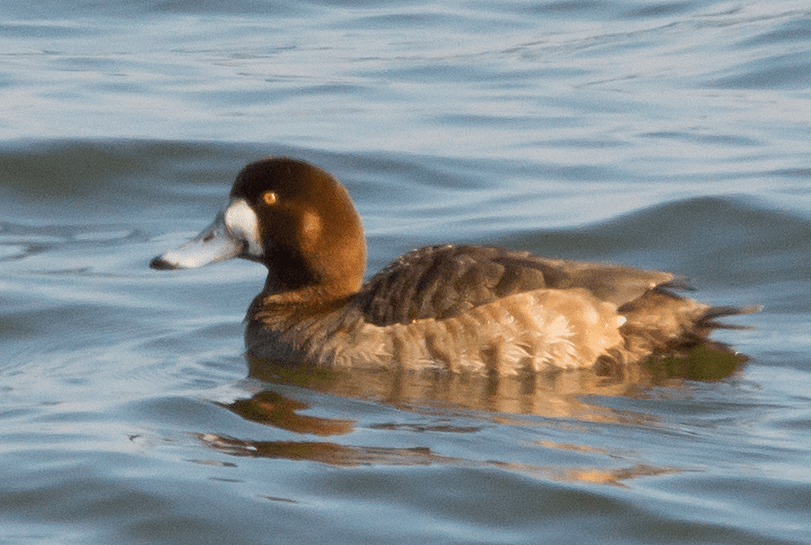 Lesser Scaup