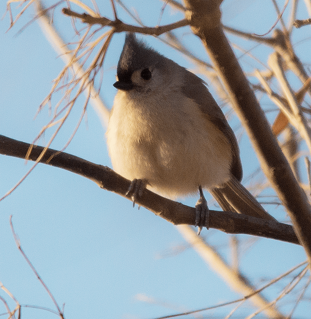 Tufted Titmouse