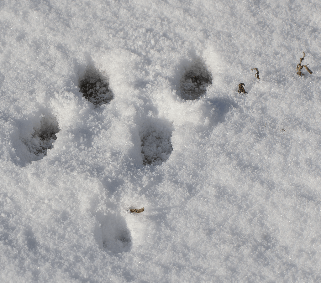 Tracks