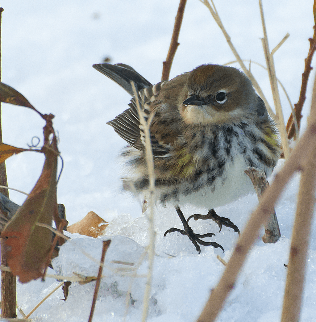 Yellow Rumped Warbler