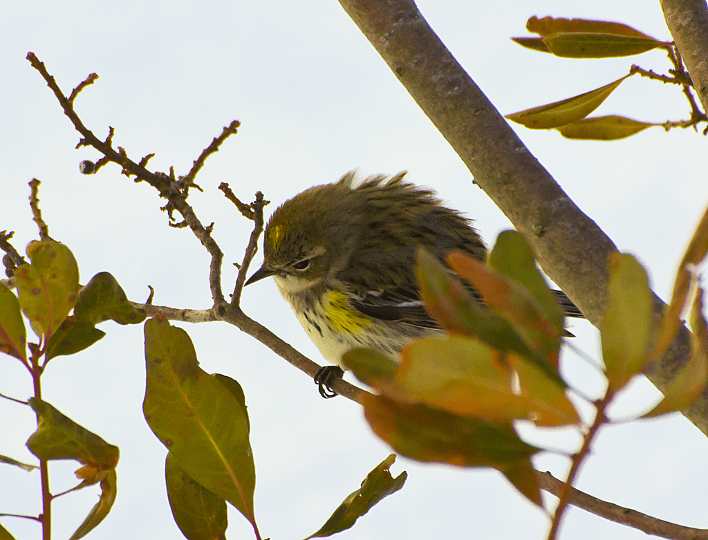 Yellow Rumped Warbler