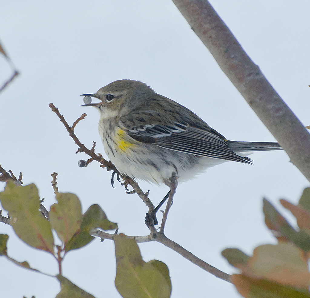 Yellow Rumped Warbler