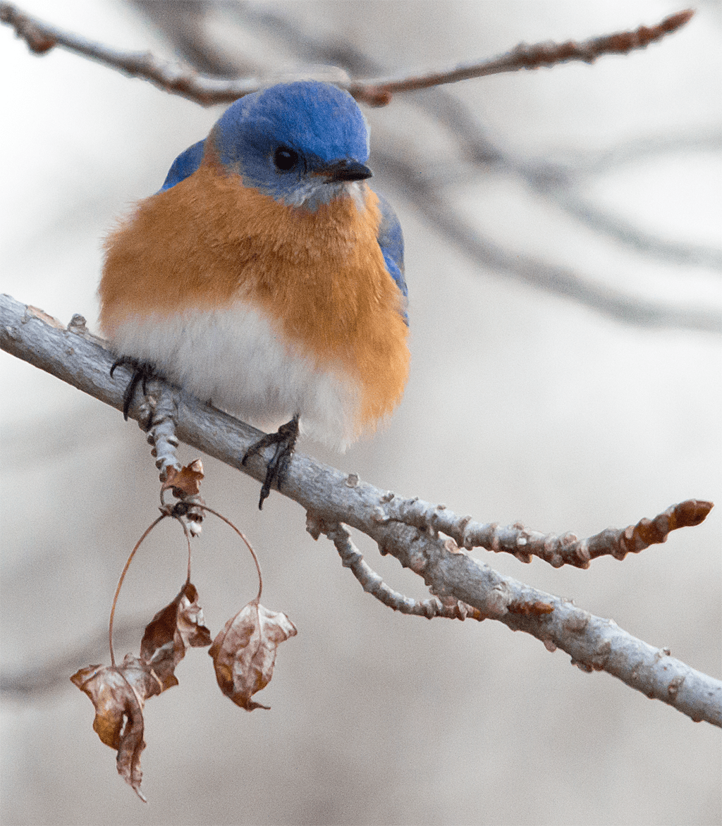 Bluebird