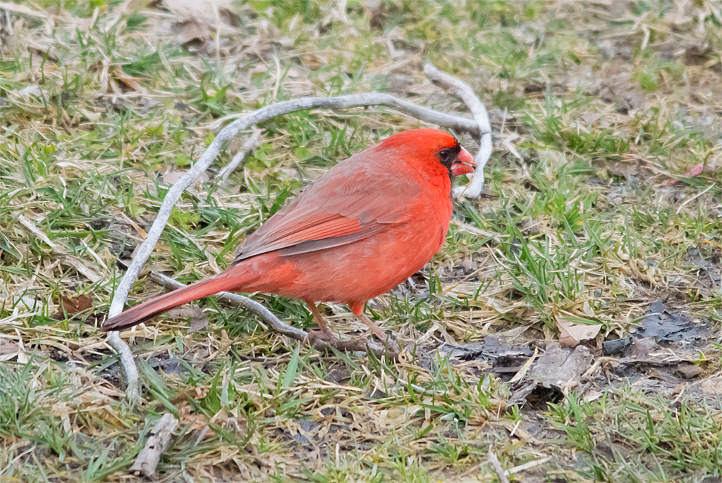 Cardinal