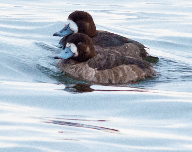 Lesser Scaup