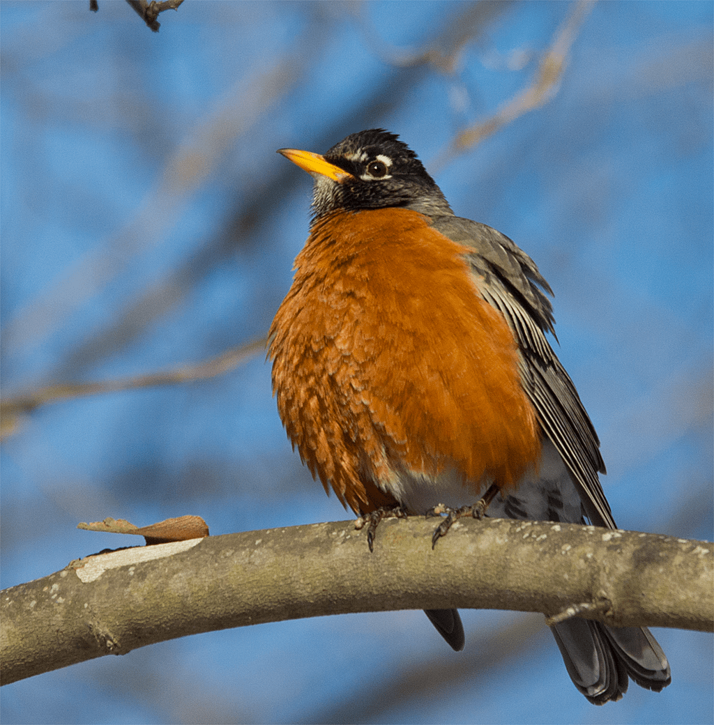 Robin