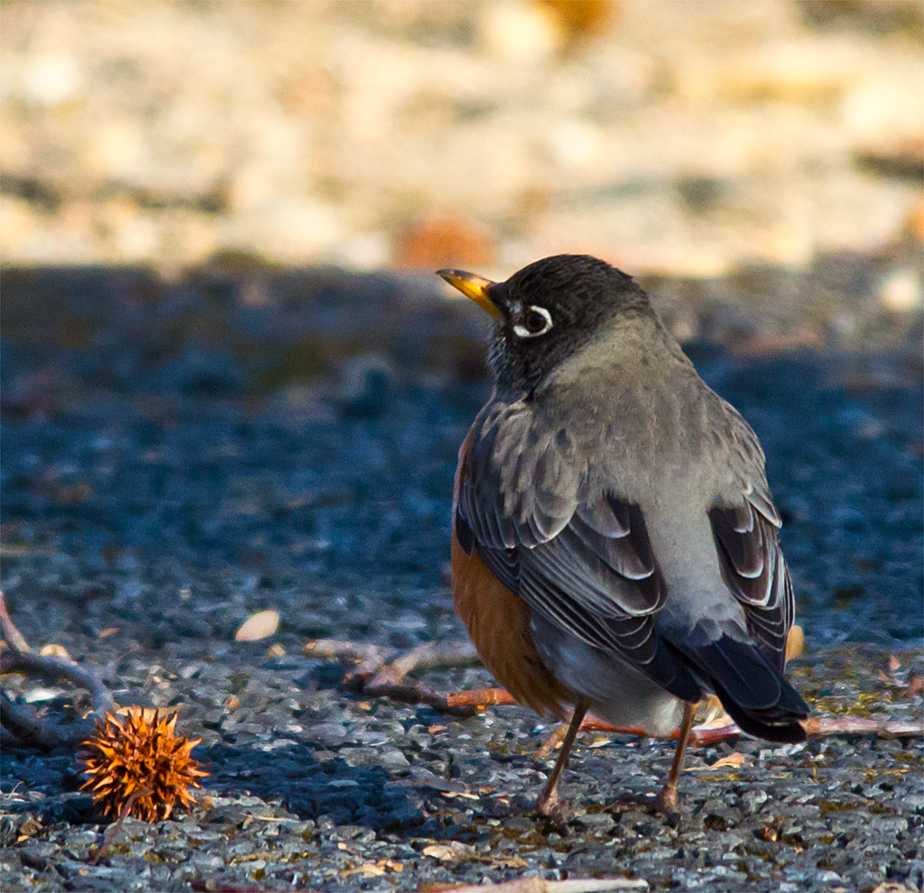 Robin