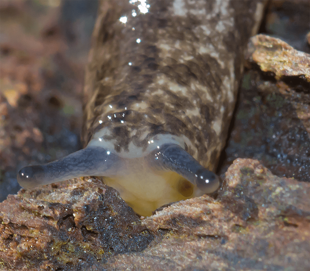 Slug