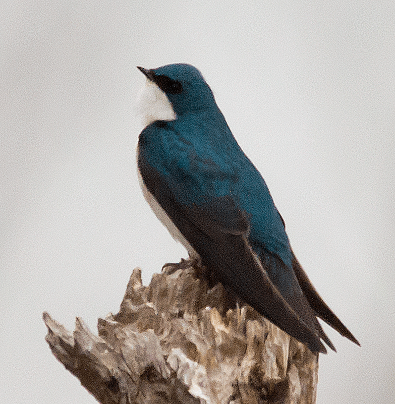 Tree Swallow