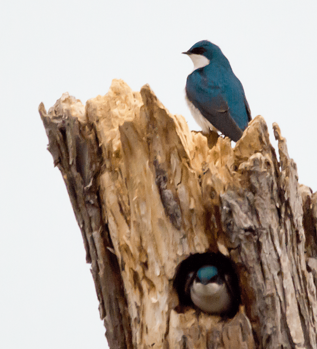 Tree Swallow