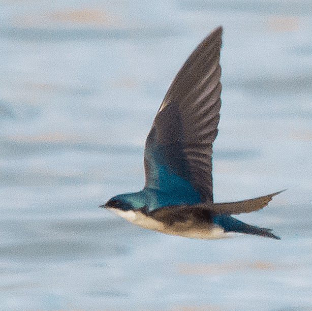 Tree Swallow