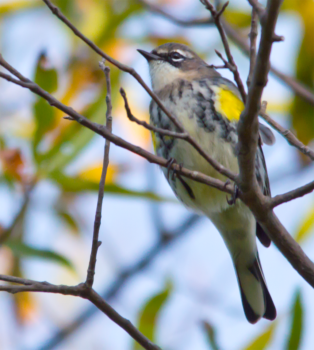 Yellow Rumped Warbler