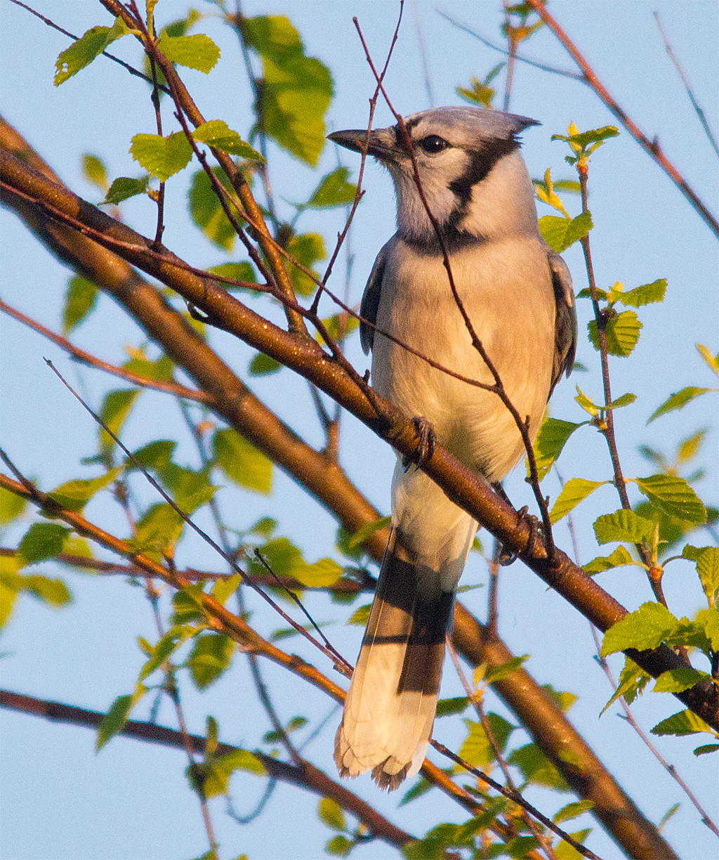 Blue Jay
