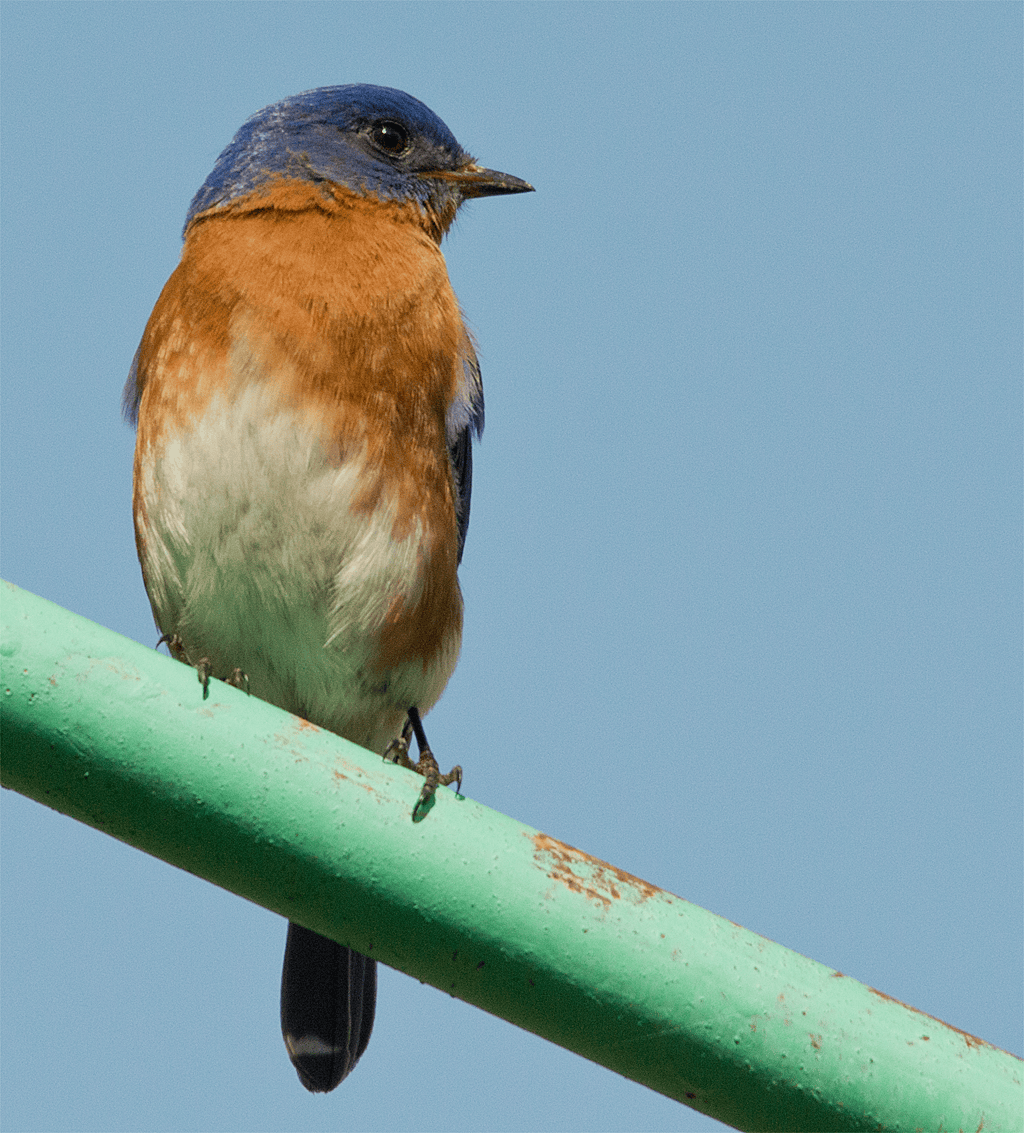 Eastern Bluebird