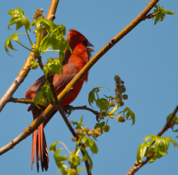 Northern Cardinal