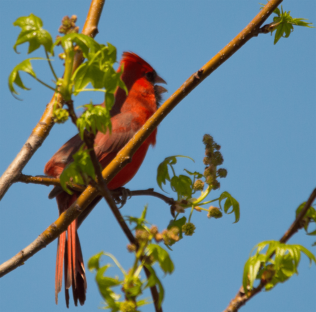 Northern Cardinal