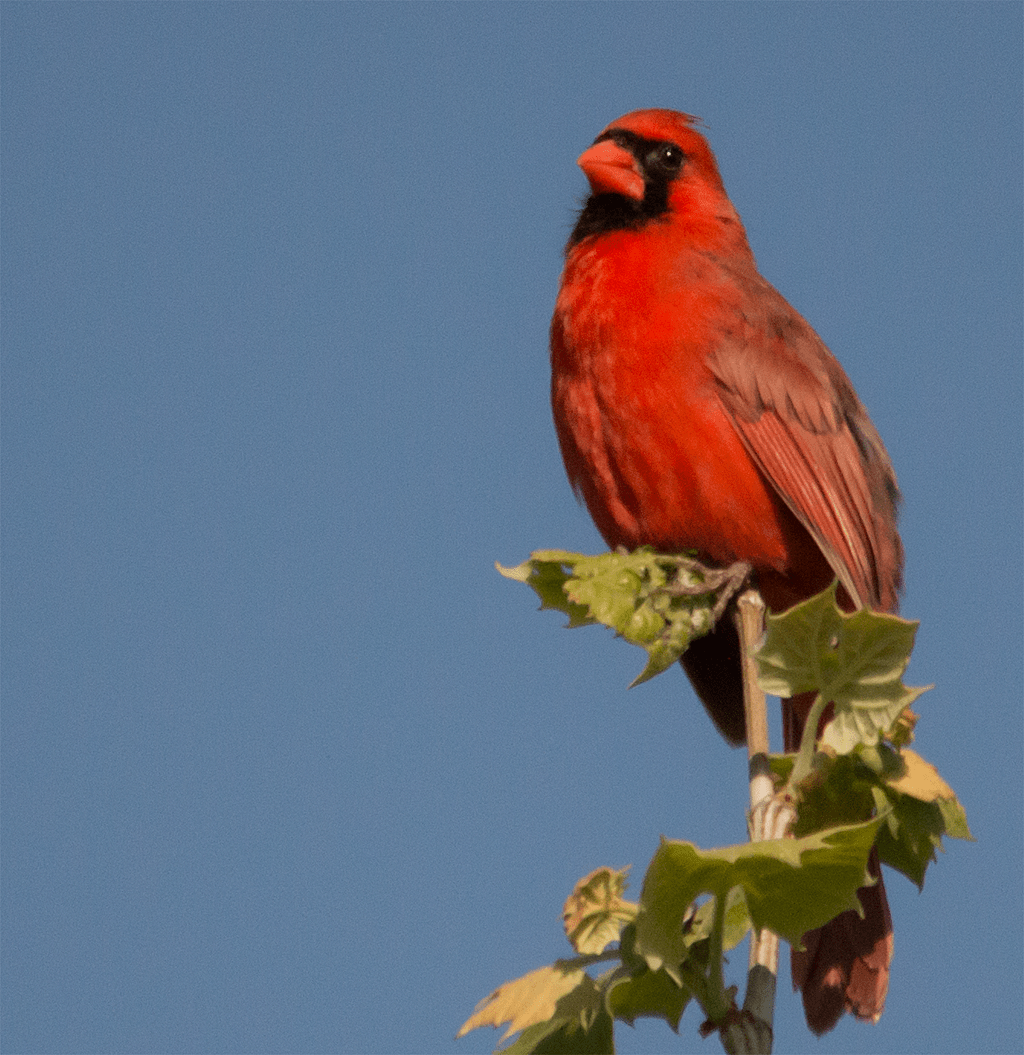 Northern Cardinal
