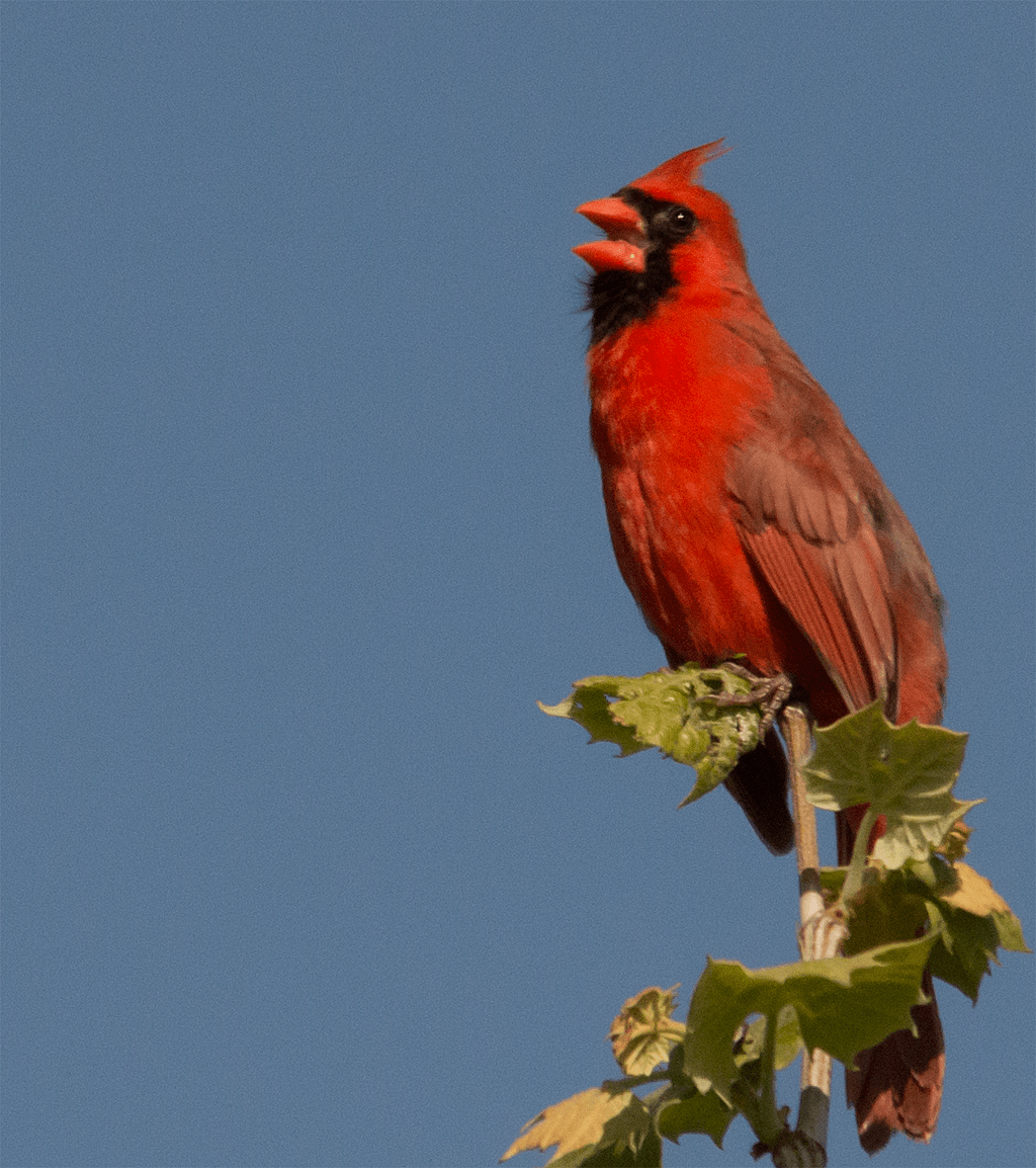 Northern Cardinal