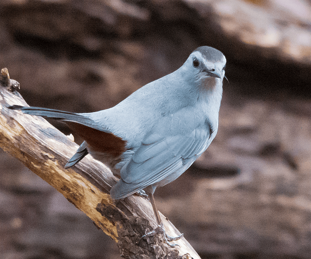 Gray Catbird