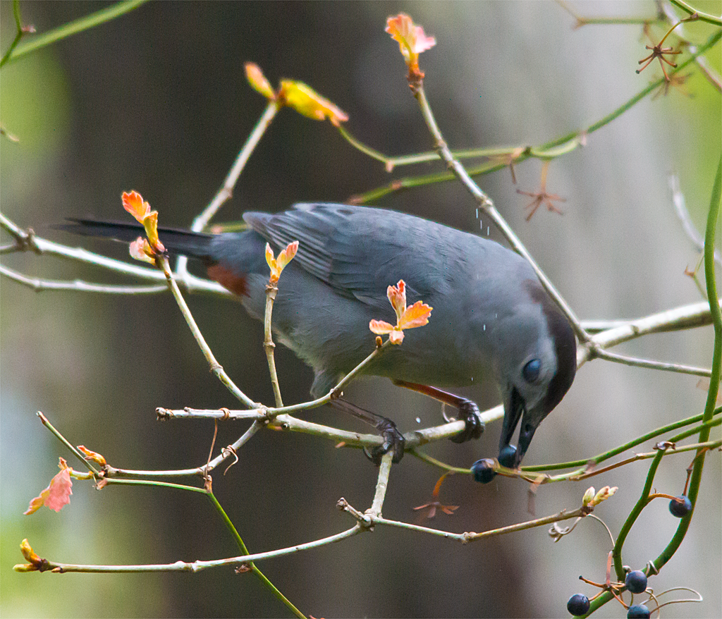 Gray Catbird
