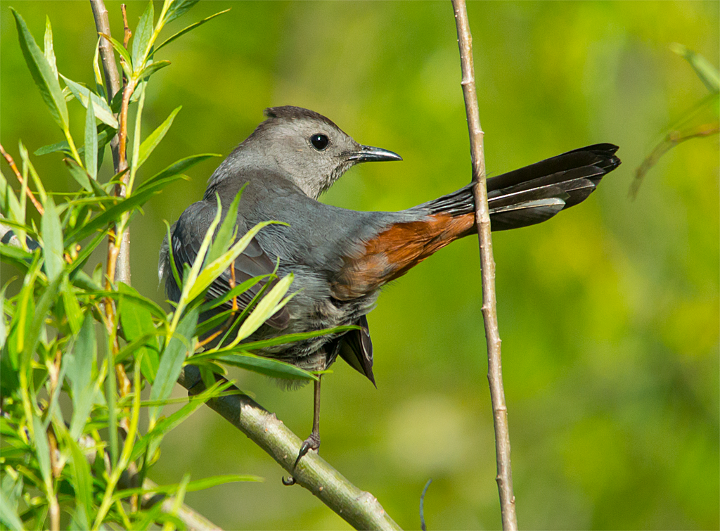 Gray Catbird