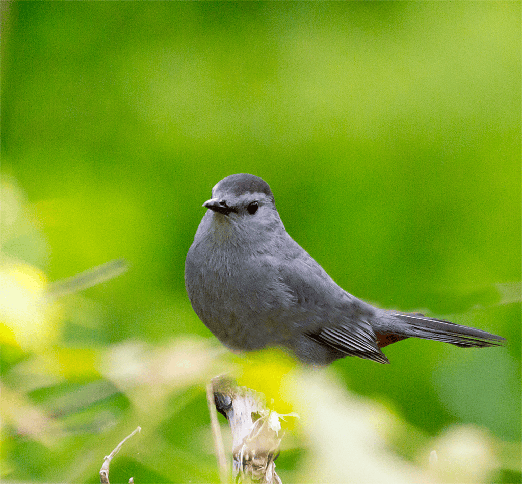 Catbird