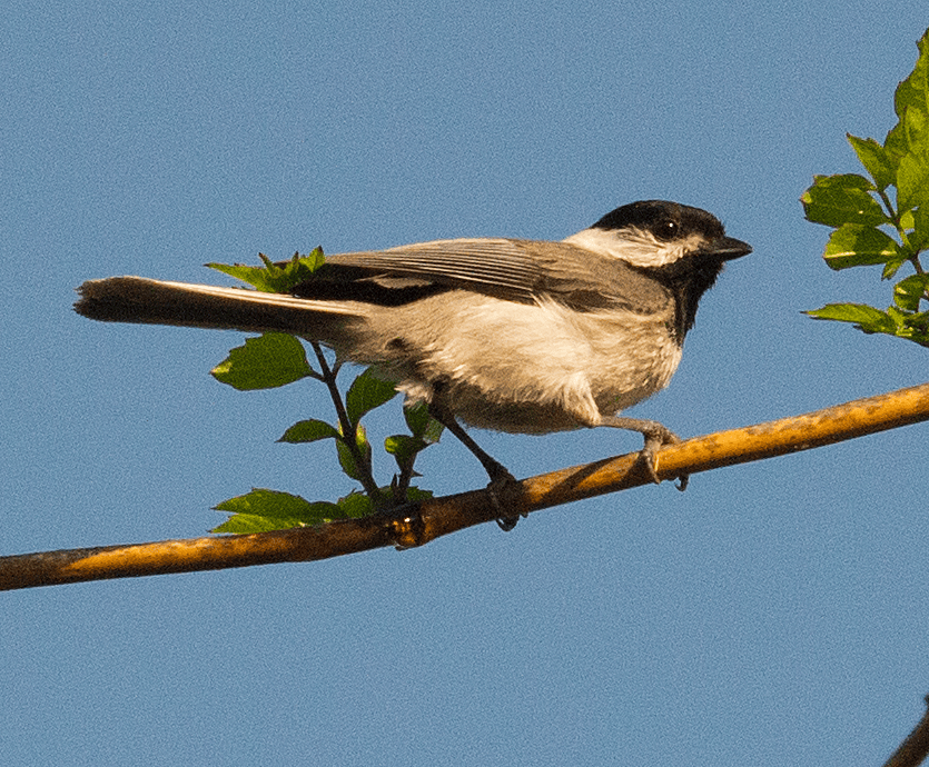 Carolina Chickadee