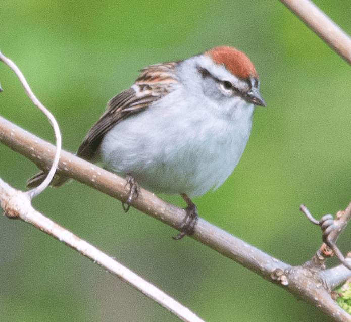 Chipping Sparrow