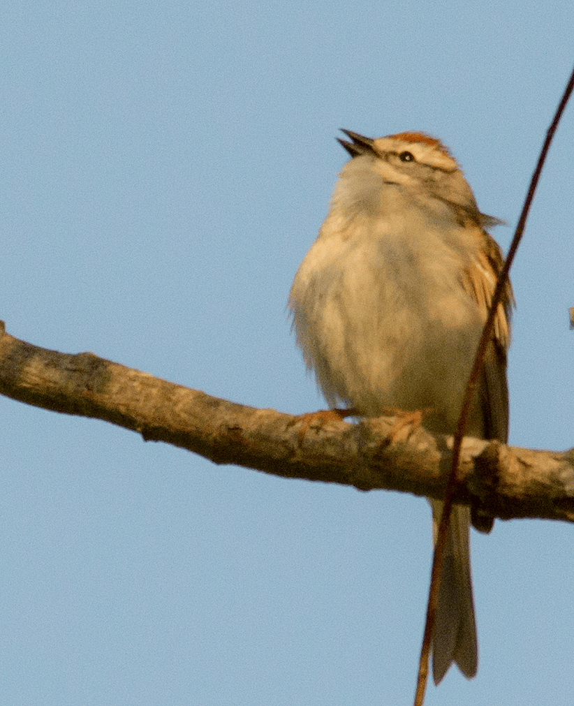 Chipping Sparrow