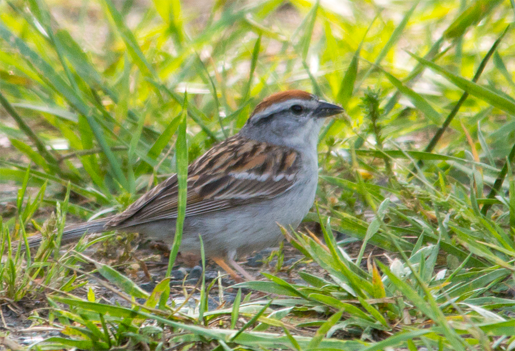 Chipping Sparrow
