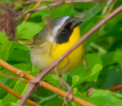 Common Yellowthroat