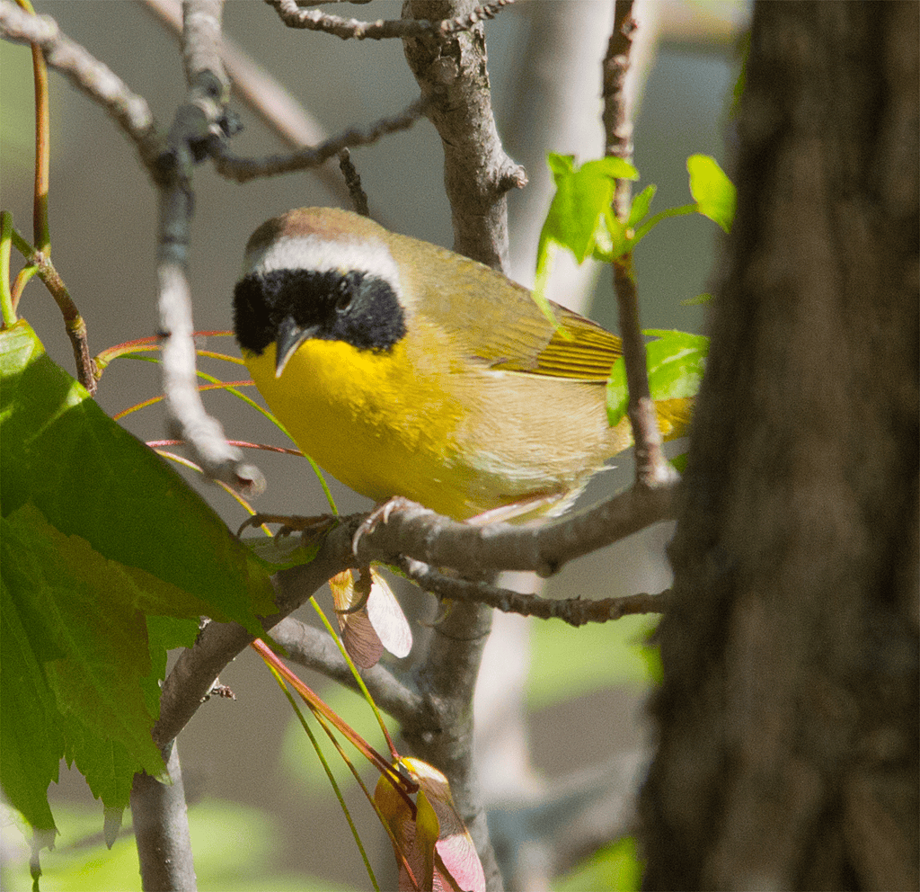 Common Yellowthroat