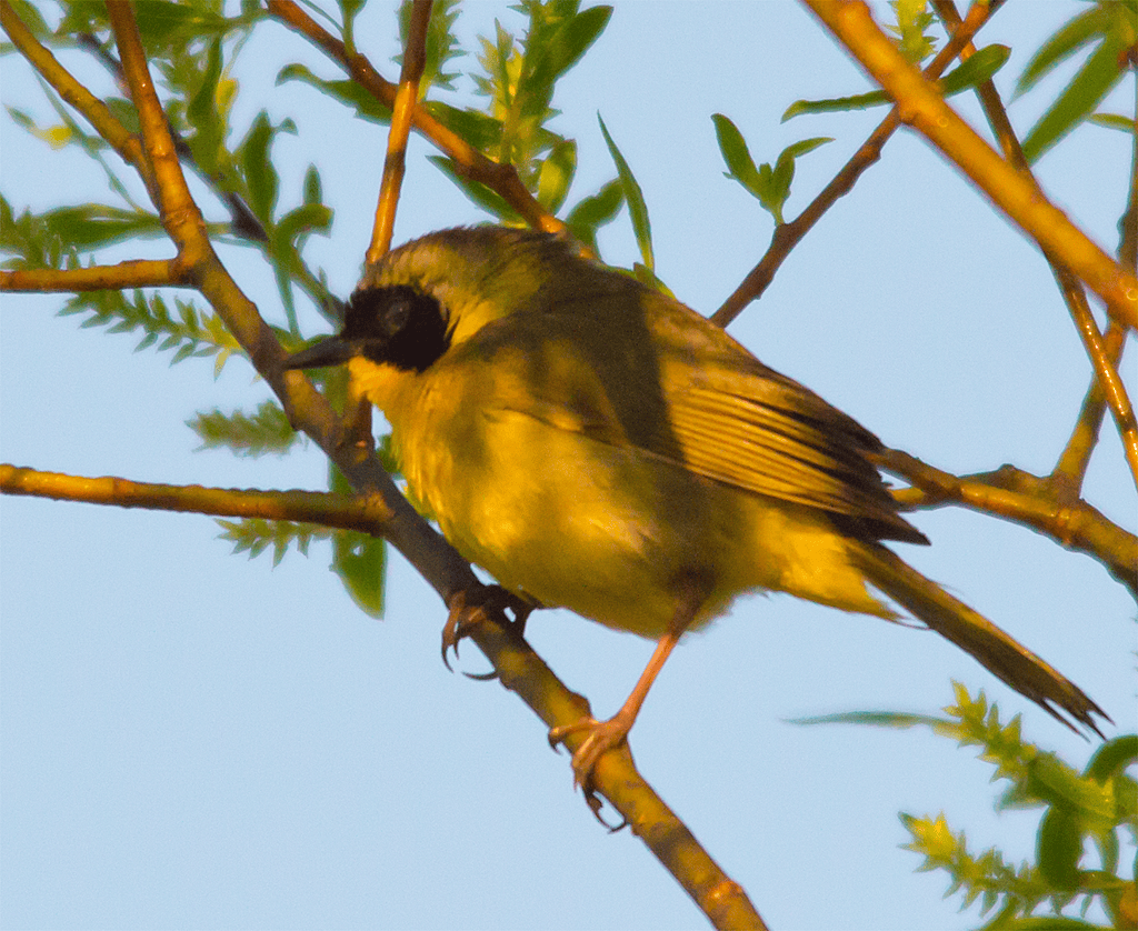 Common Yellowthroat