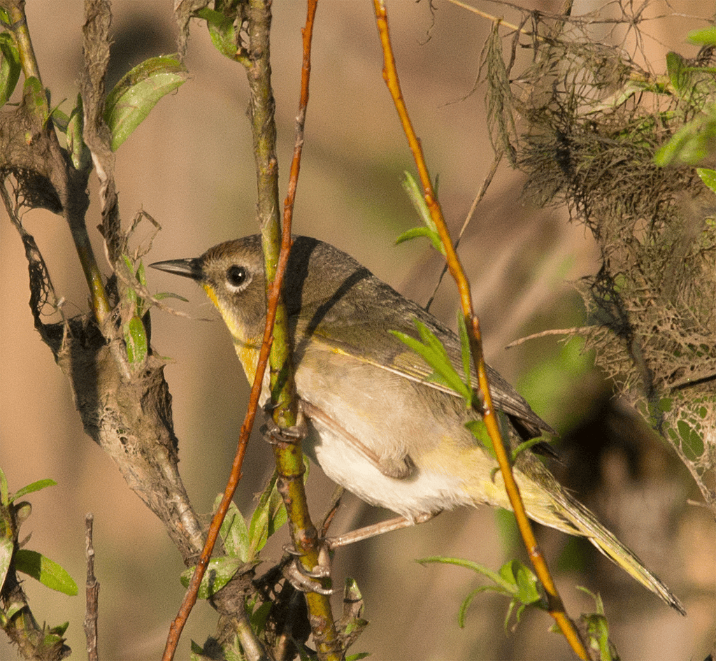 Common Yellowthroat