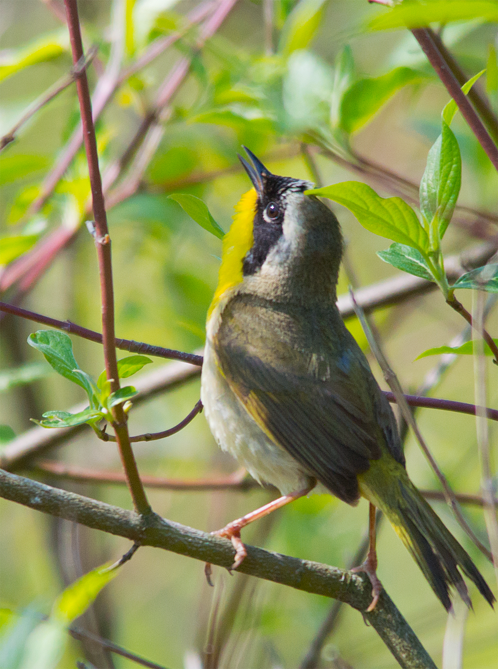 Common Yellowthroat