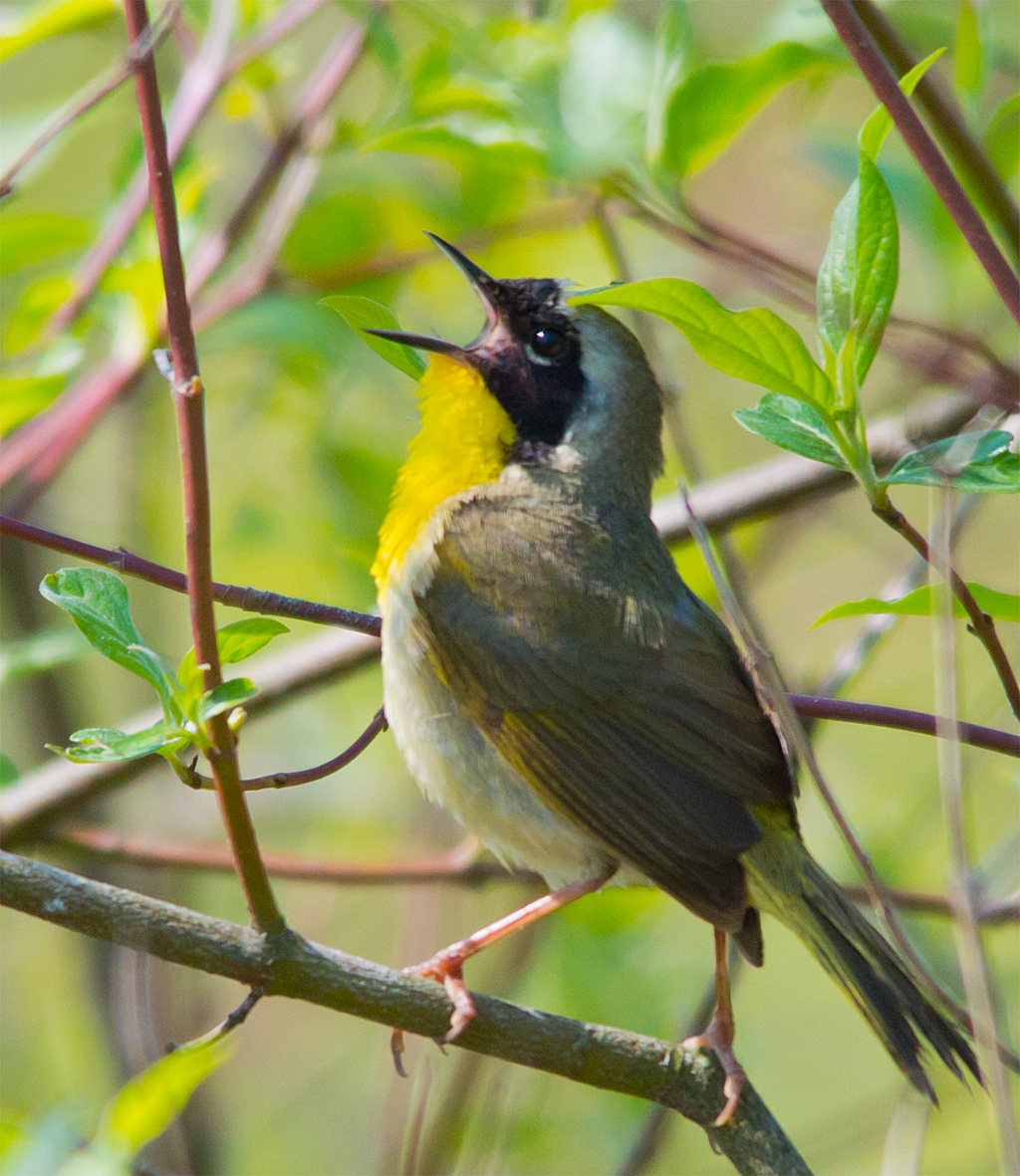 Common Yellowthroat