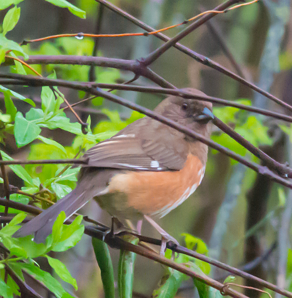 Eastern Towhee