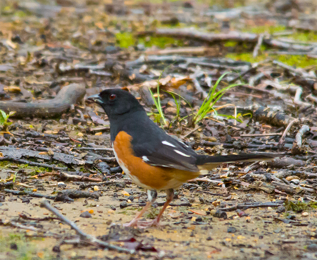 Eastern Towhee