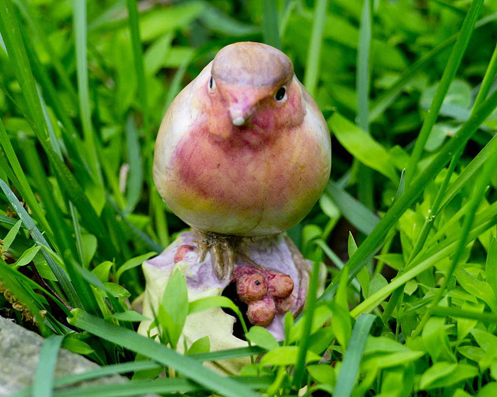 European Robin