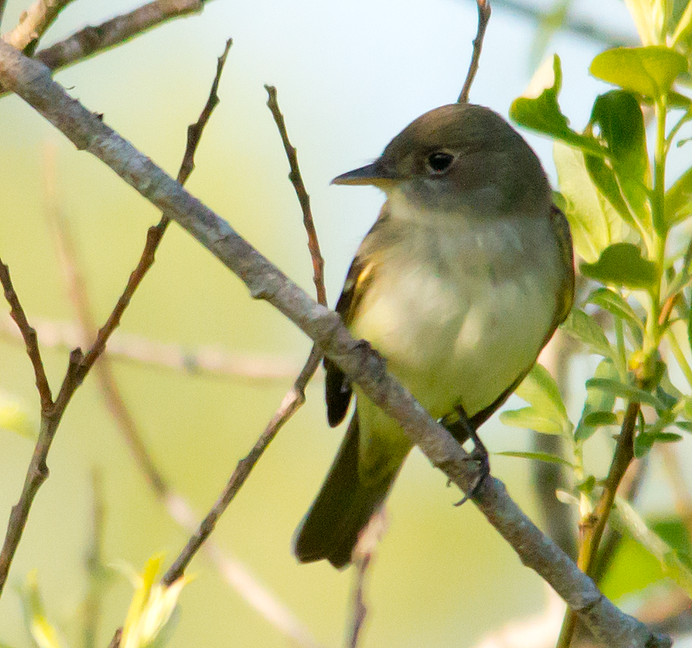 Flycatcher