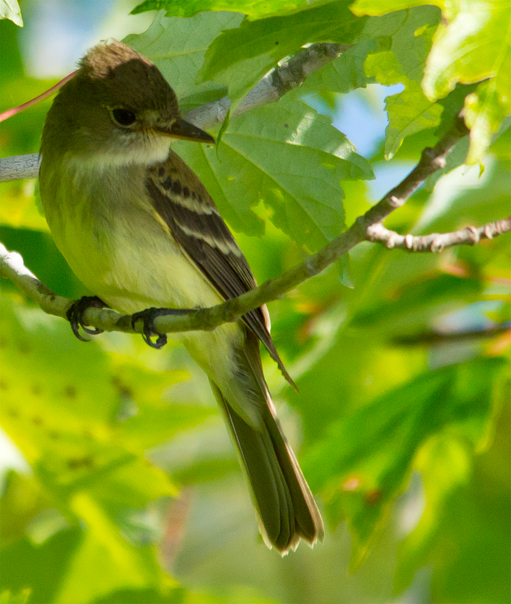 Flycatcher