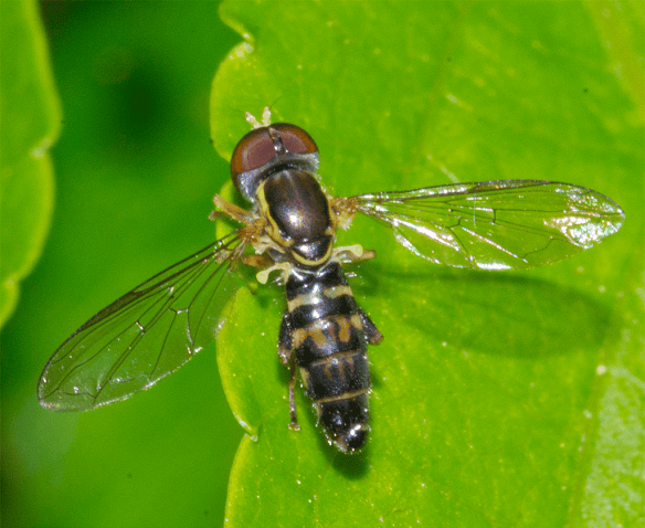 Insect 104