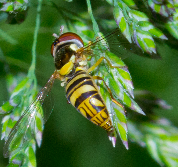Insect 111