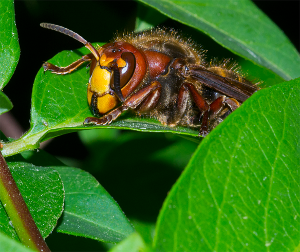 Insect 112