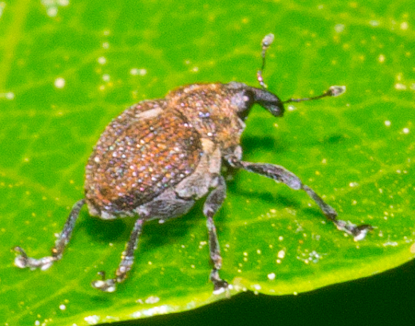 Insect 113
