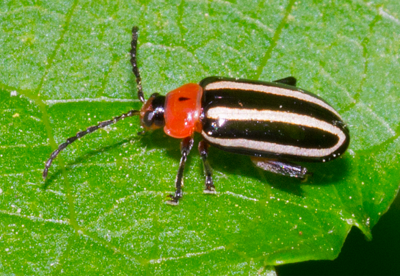 Insect 116