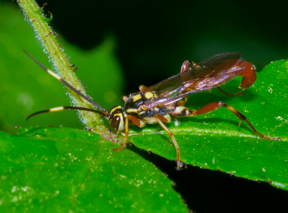 Insect 119
